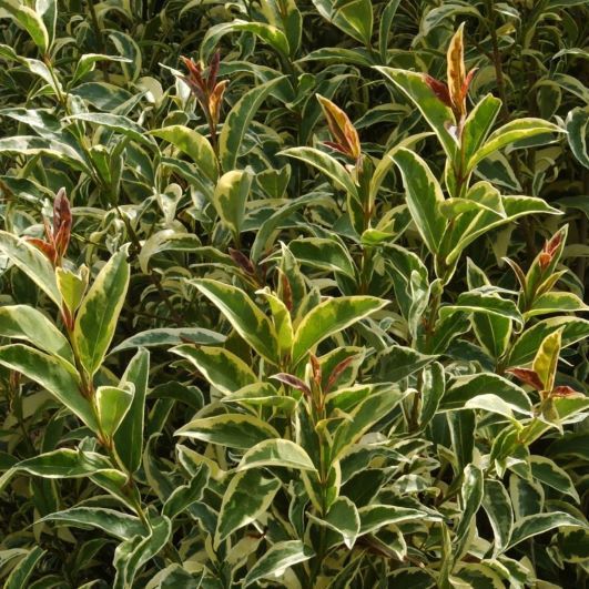 Ligustrum lucidum ‘Tricolor’ 3L 5023242392356